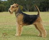 Airedale Terrier 9P011D-027